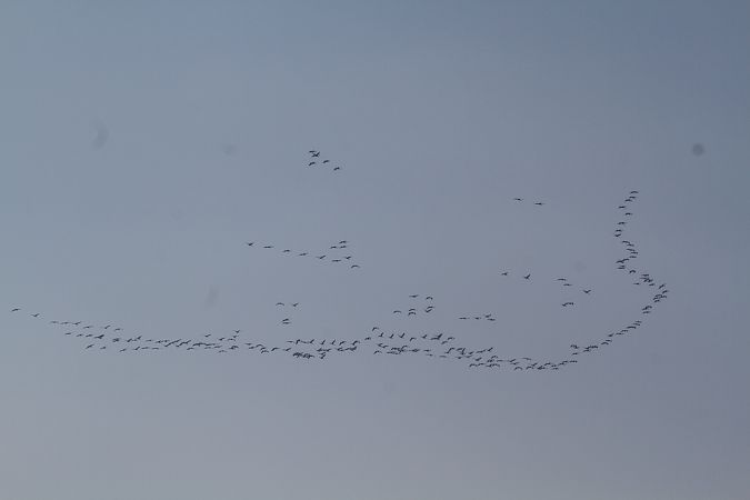 Gru  - Marco Cortemiglia