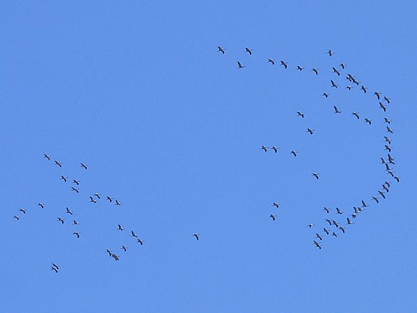 Gru  - Daniele Capello