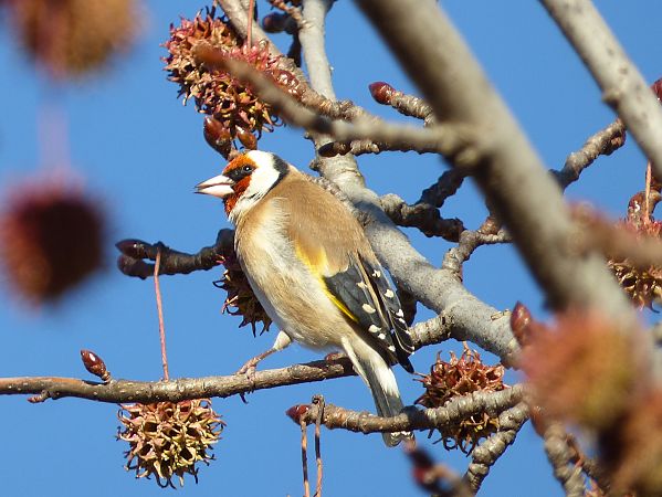 Cardellino  - Daniele Capello