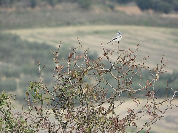 Averla maggiore  - Andrea Berardi