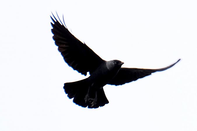 Taccola  - Enrico Pavan