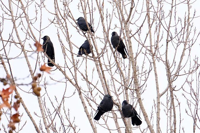 Taccola  - Enrico Pavan