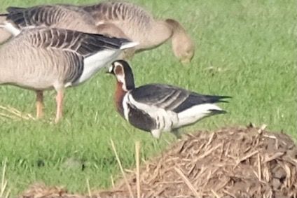 Oca collorosso  - Enrico Pavan