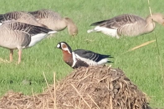 Oca collorosso  - Enrico Pavan