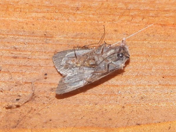 Hétérocère indéterminé  - Michele Cento