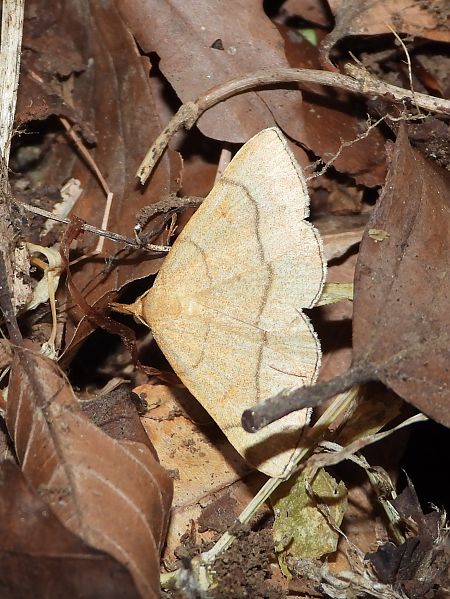 Paracolax tristalis  - Michele Cento