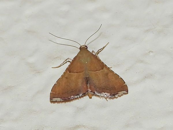 Endotricha flammealis  - Michele Cento