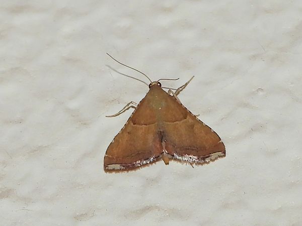 Endotricha flammealis  - Michele Cento