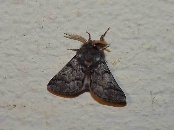 Thaumetopoea pityocampa  - Michele Cento