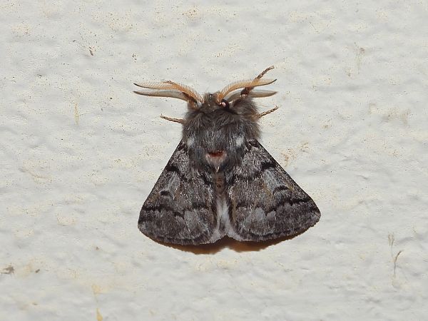 Thaumetopoea pityocampa  - Michele Cento