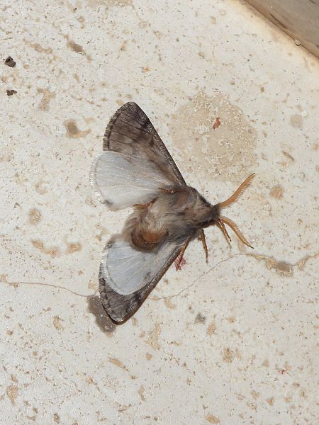 Thaumetopoea pityocampa  - Michele Cento