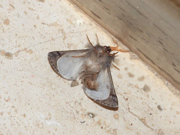 Thaumetopoea pityocampa  - Michele Cento