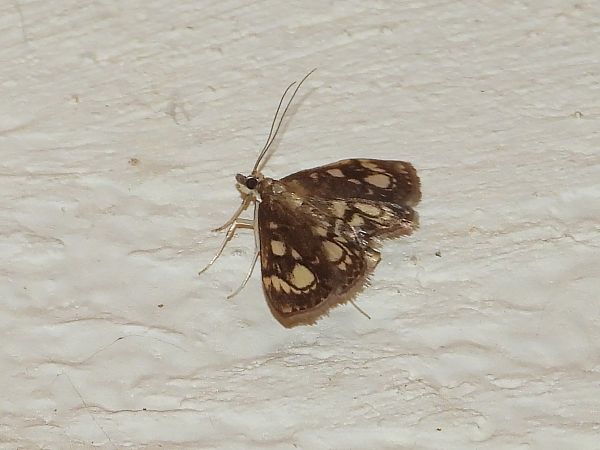 Anania coronata  - Michele Cento