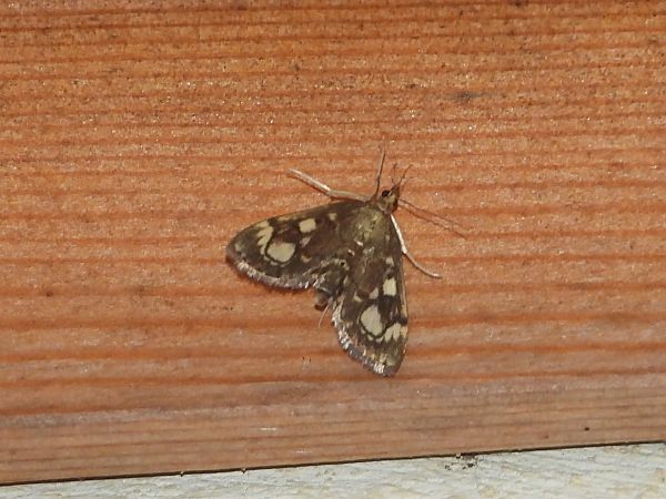 Anania coronata  - Michele Cento