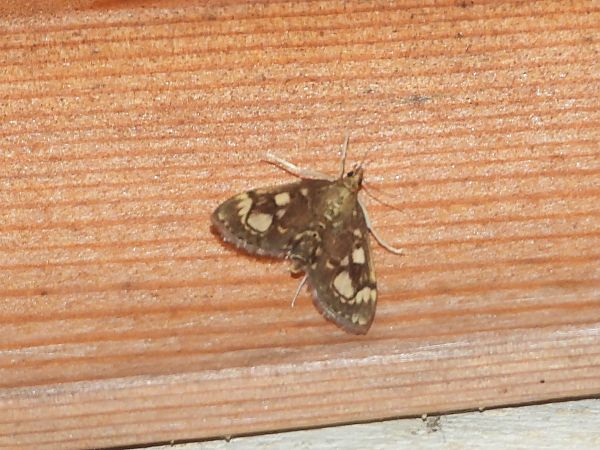 Anania coronata  - Michele Cento