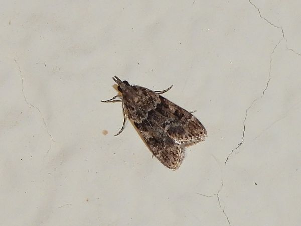 Eudonia mercurella  - Michele Cento