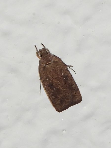 Agonopterix sp.  - Michele Cento