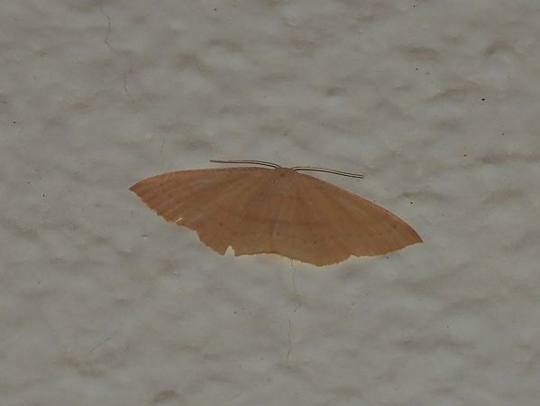 Cyclophora linearia  - Michele Cento