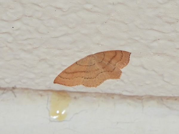 Cyclophora linearia  - Michele Cento