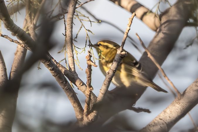 Luì forestiero  - Flavio Felici