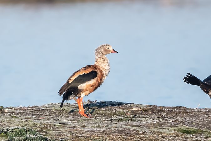 Oca dell'Orinoco  - Flavio Felici