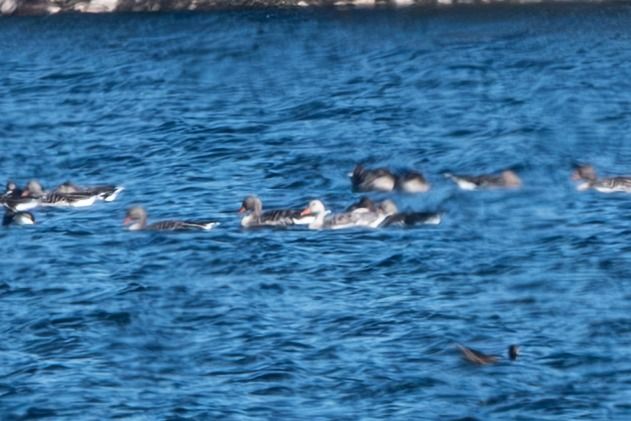 Oca indet.  - Flavio Felici