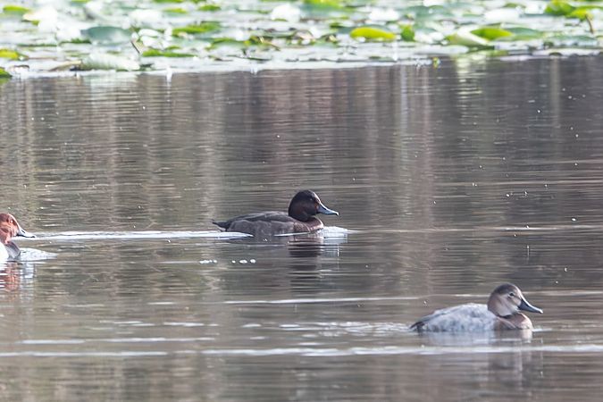 Ibrido di anatra  - Flavio Felici