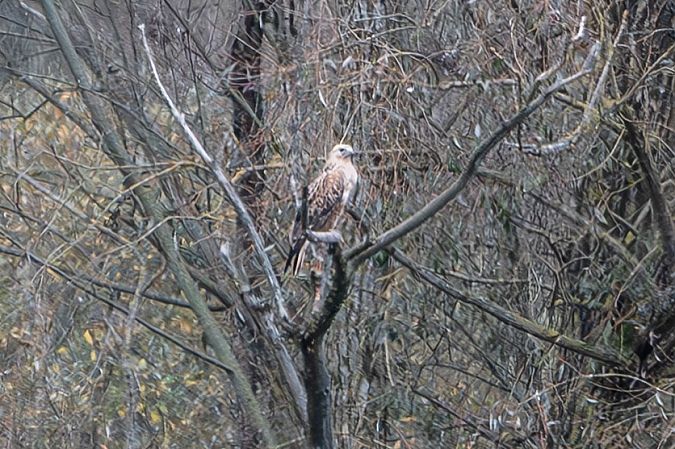 Poiana codabianca  - Flavio Felici