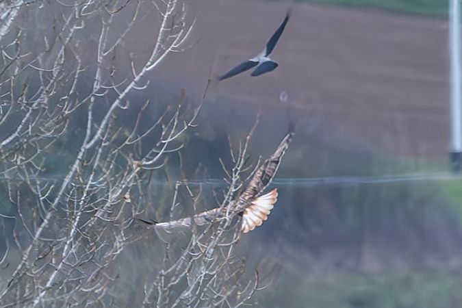 Poiana codabianca  - Flavio Felici