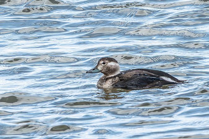 Moretta codona  - Flavio Felici