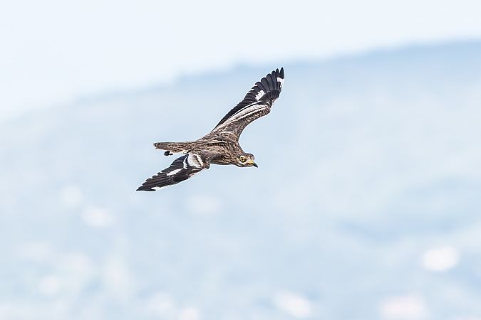 Occhione  - Flavio Felici