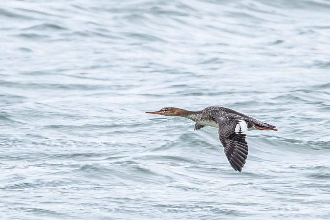 Smergo minore  - Flavio Felici