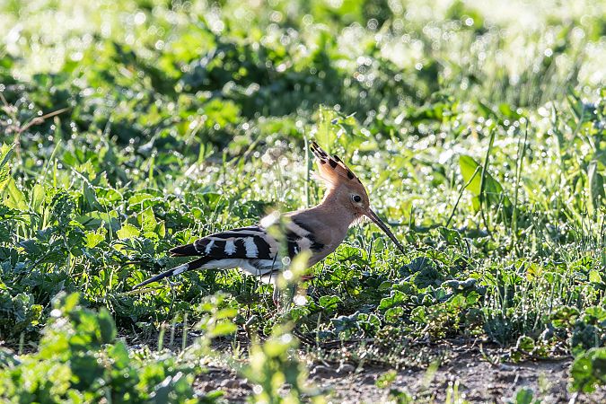 Upupa  - Flavio Felici