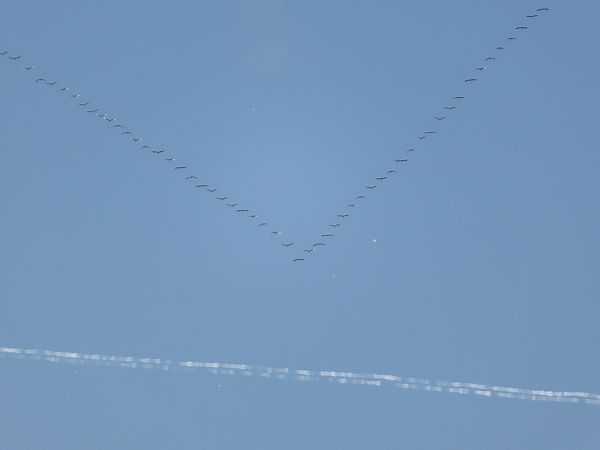 Gru  - Massimo Perinotto