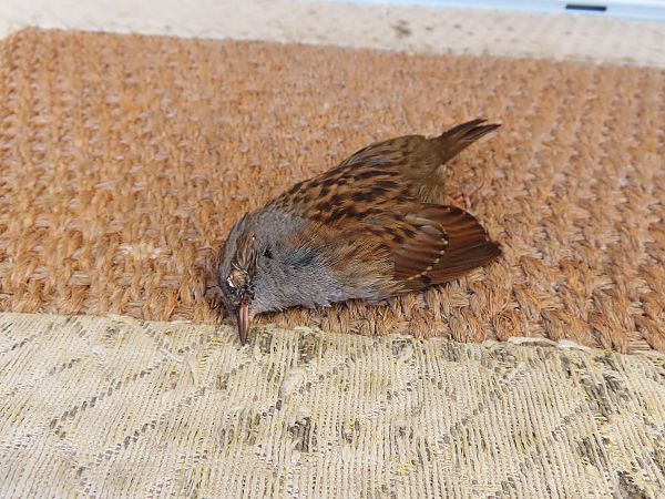 Passera scopaiola  - Massimo Perinotto