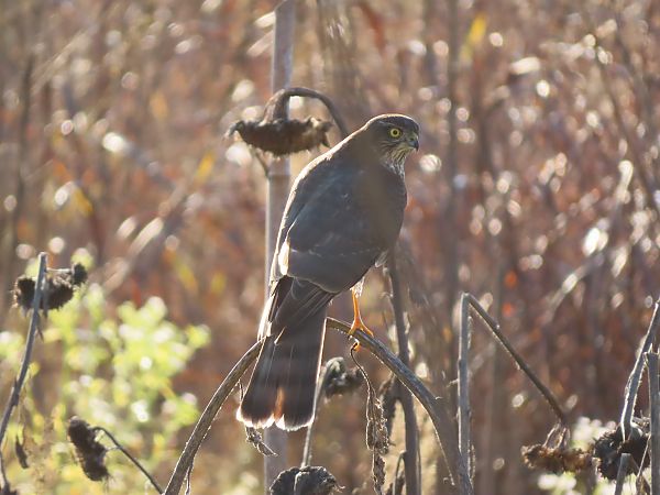 Sparviere  - Massimo Perinotto