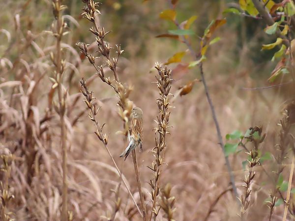 Fanello  - Massimo Perinotto