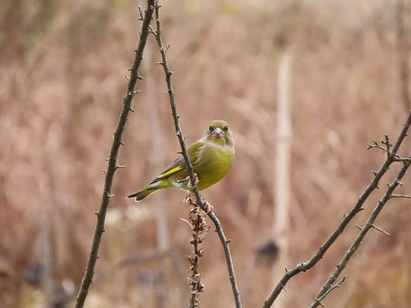 Verdone  - Massimo Perinotto