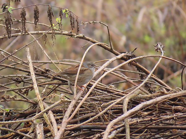 Passera scopaiola  - Massimo Perinotto
