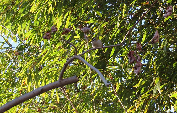 Fiorrancino  - Massimo Perinotto