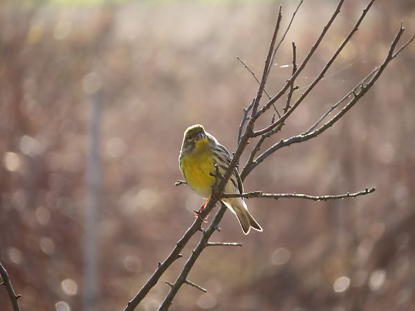 Verzellino  - Massimo Perinotto