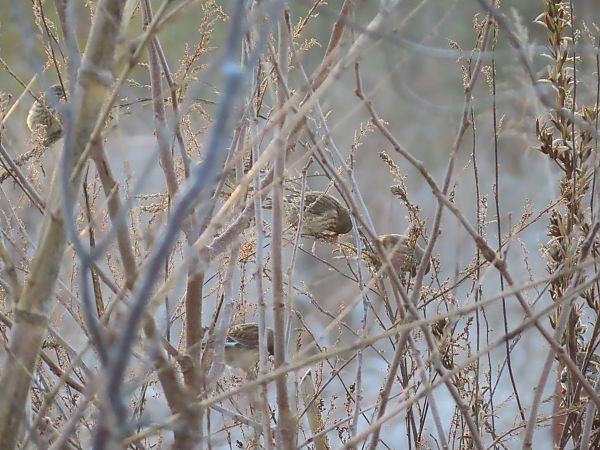 Fanello  - Massimo Perinotto