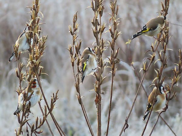Cardellino  - Massimo Perinotto