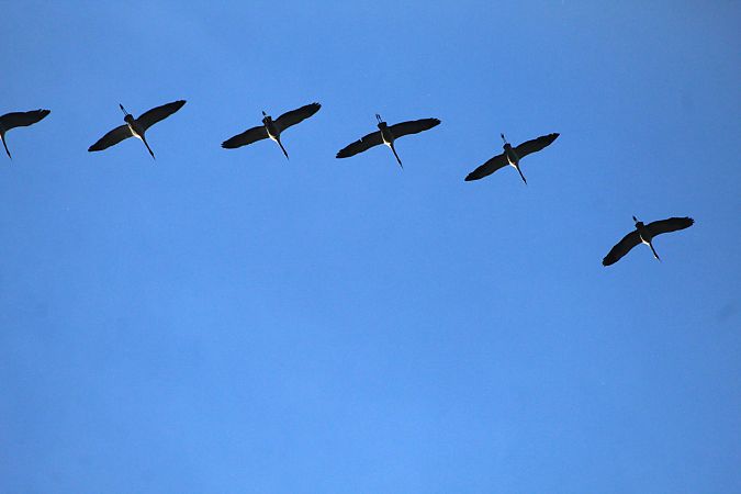 Gru  - Alessio Mannello