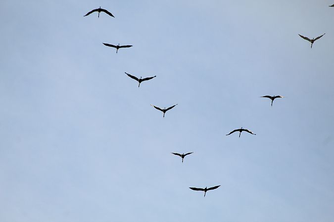 Gru  - Alessio Mannello