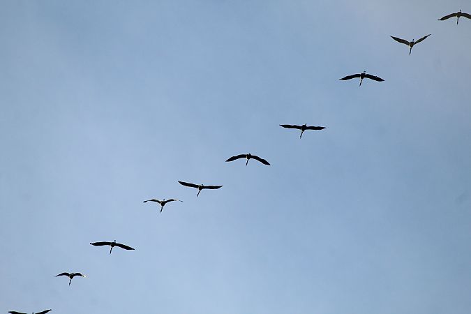 Gru  - Alessio Mannello