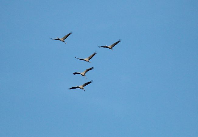 Gru  - Alessio Mannello