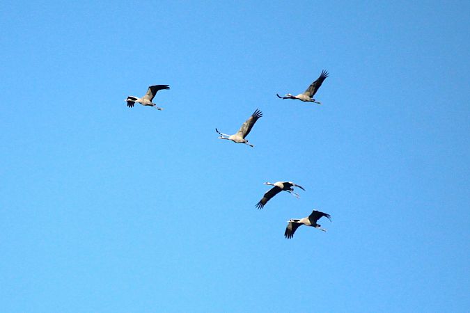 Gru  - Alessio Mannello