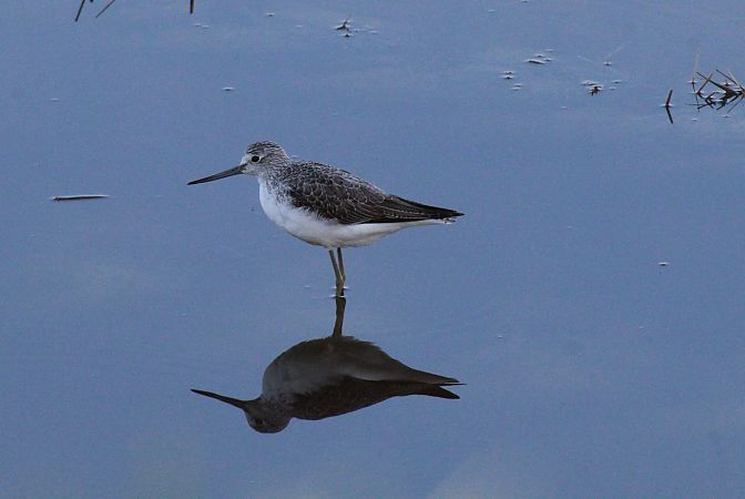 Pantana  - Alessio Mannello