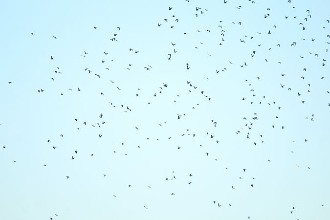 Colombaccio  - Alessio Mannello